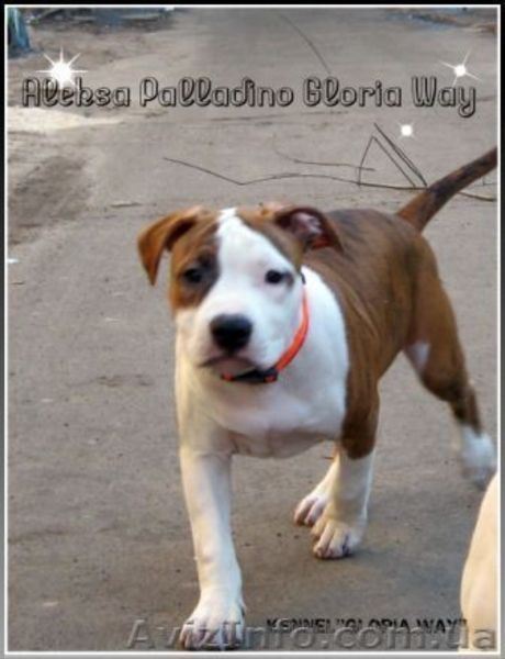 Елітні щенята Амер. Стаффордширського Тер'єра. - <ro>Изображение</ro><ru>Изображение</ru> #5, <ru>Объявление</ru> #242560