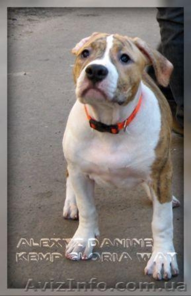 Елітні щенята Амер. Стаффордширського Тер'єра. - <ro>Изображение</ro><ru>Изображение</ru> #3, <ru>Объявление</ru> #242560