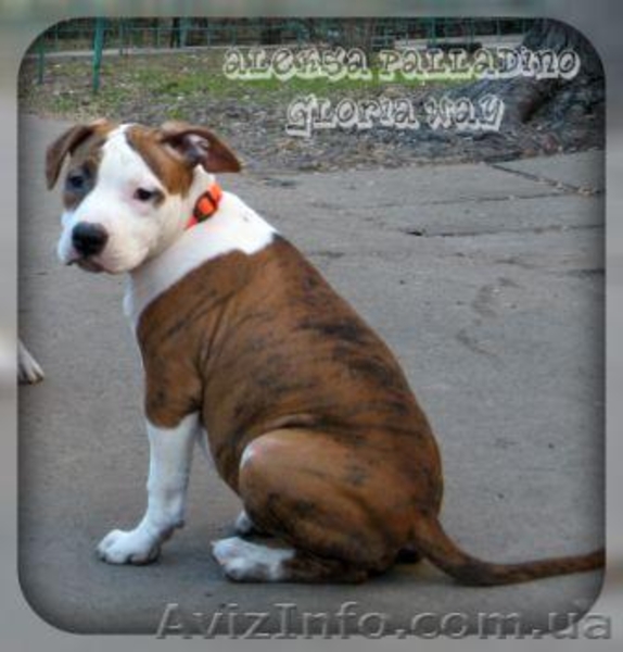 Елітні щенята Амер. Стаффордширського Тер'єра. - <ro>Изображение</ro><ru>Изображение</ru> #4, <ru>Объявление</ru> #242560