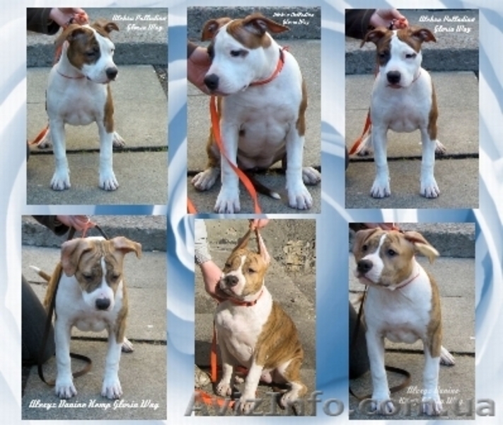 Выстовачный щенок Мальчик Аме. Стафф.Терьер. - <ro>Изображение</ro><ru>Изображение</ru> #3, <ru>Объявление</ru> #281856