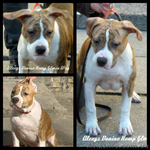 Выстовачный щенок Мальчик Аме. Стафф.Терьер. - <ro>Изображение</ro><ru>Изображение</ru> #4, <ru>Объявление</ru> #281856