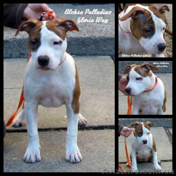 Выстовачный щенок Мальчик Аме. Стафф.Терьер. - <ro>Изображение</ro><ru>Изображение</ru> #5, <ru>Объявление</ru> #281856