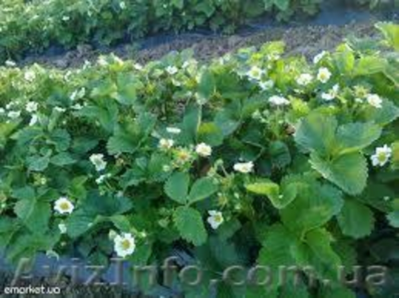 Продам саженцы крупноплоплодной клубники - <ro>Изображение</ro><ru>Изображение</ru> #3, <ru>Объявление</ru> #884343