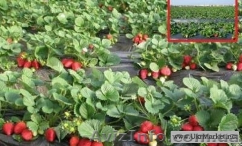 Продам саженцы крупноплоплодной клубники - <ro>Изображение</ro><ru>Изображение</ru> #2, <ru>Объявление</ru> #884343