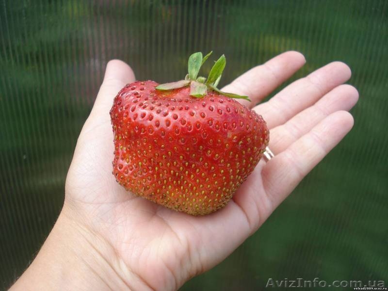 Продам рассаду крупноплоплодной клубники - <ro>Изображение</ro><ru>Изображение</ru> #5, <ru>Объявление</ru> #874296