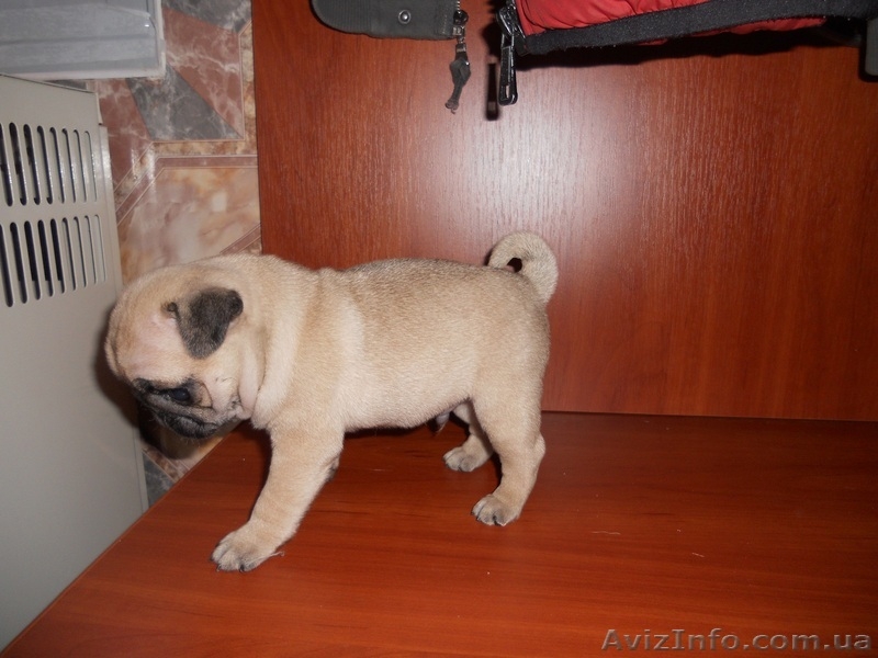 Мопс мальчик, документы КСУ, FCI - <ro>Изображение</ro><ru>Изображение</ru> #5, <ru>Объявление</ru> #885214
