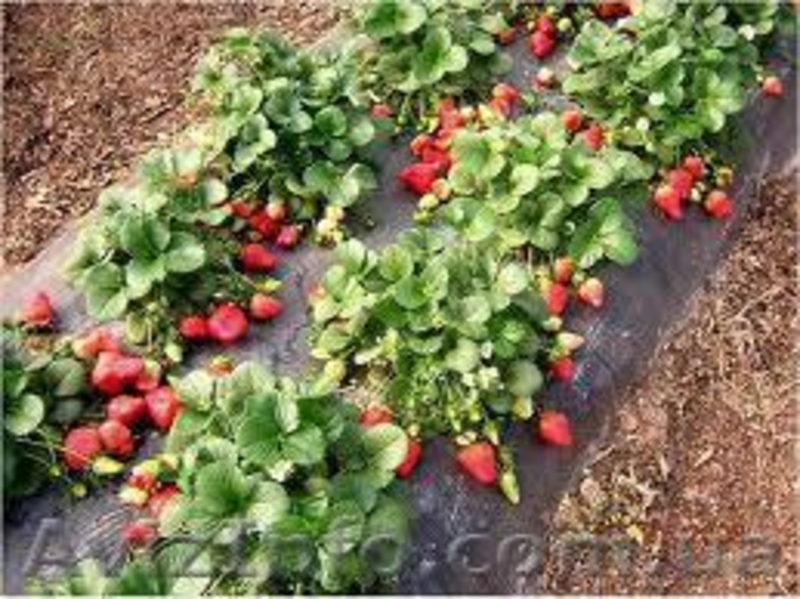 Продам рассаду крупноплоплодной клубники - <ro>Изображение</ro><ru>Изображение</ru> #3, <ru>Объявление</ru> #874296