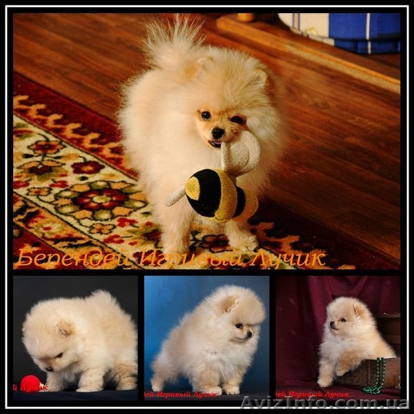 Предлагаю  мальчика померанского шпица. - <ro>Изображение</ro><ru>Изображение</ru> #3, <ru>Объявление</ru> #829120