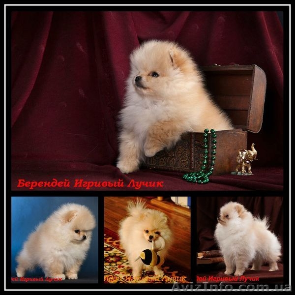 Предлагаю  мальчика померанского шпица. - <ro>Изображение</ro><ru>Изображение</ru> #4, <ru>Объявление</ru> #829120