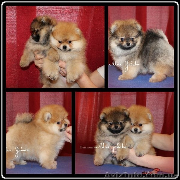 Предлагаю  мальчика померанского шпица. - <ro>Изображение</ro><ru>Изображение</ru> #5, <ru>Объявление</ru> #829120