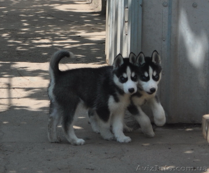 Сибирский хаски щенки КСУ-FCI. - <ro>Изображение</ro><ru>Изображение</ru> #7, <ru>Объявление</ru> #797608