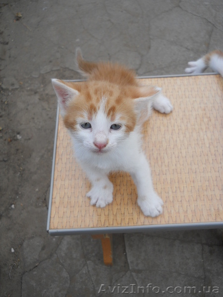 Котята в хорошие, добрые руки - <ro>Изображение</ro><ru>Изображение</ru> #5, <ru>Объявление</ru> #903128