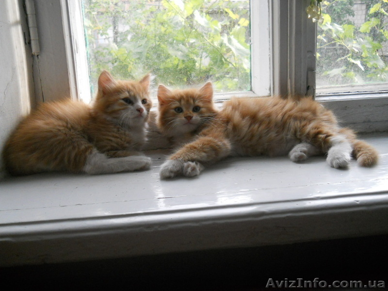 Котята в хорошие, добрые руки - <ro>Изображение</ro><ru>Изображение</ru> #4, <ru>Объявление</ru> #903128