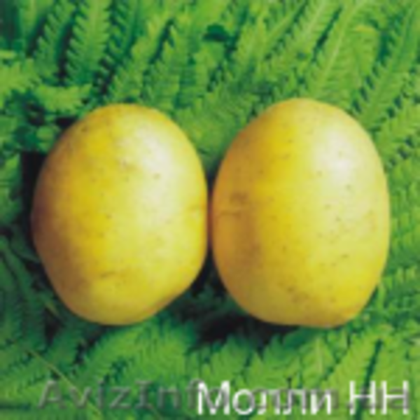 Акция на картофель - <ro>Изображение</ro><ru>Изображение</ru> #5, <ru>Объявление</ru> #895192