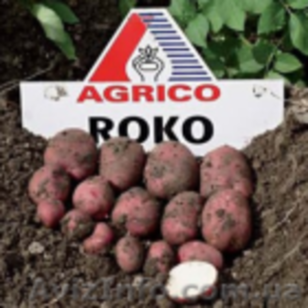 Акция на картофель - <ro>Изображение</ro><ru>Изображение</ru> #4, <ru>Объявление</ru> #895192