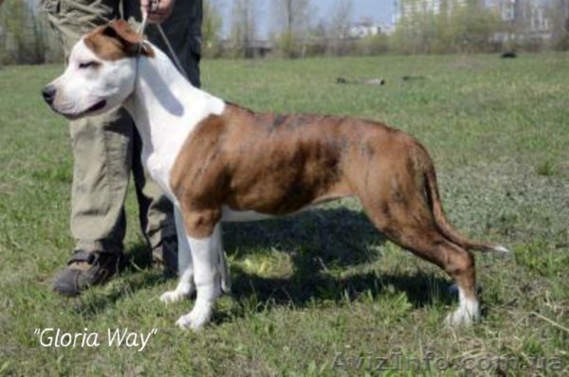 Щенки  девченки Ам. Стаф. Терьера. - <ro>Изображение</ro><ru>Изображение</ru> #5, <ru>Объявление</ru> #257250