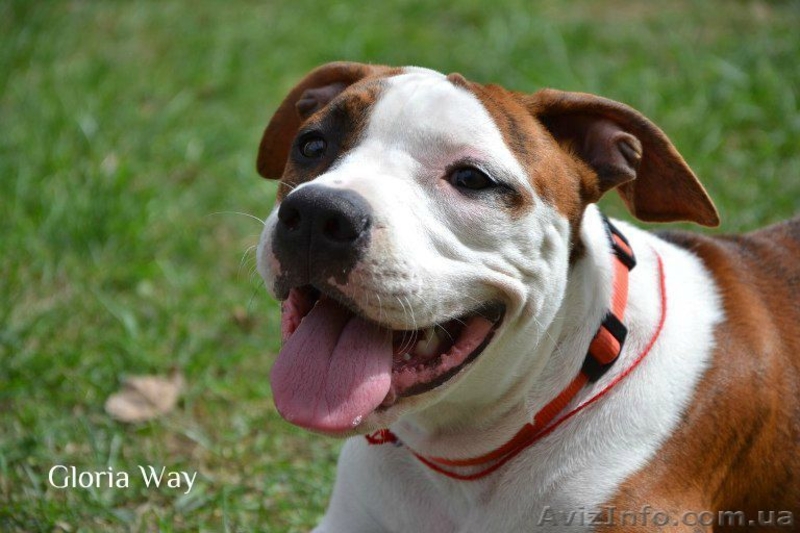 Щенки  девченки Ам. Стаф. Терьера. - <ro>Изображение</ro><ru>Изображение</ru> #4, <ru>Объявление</ru> #257250