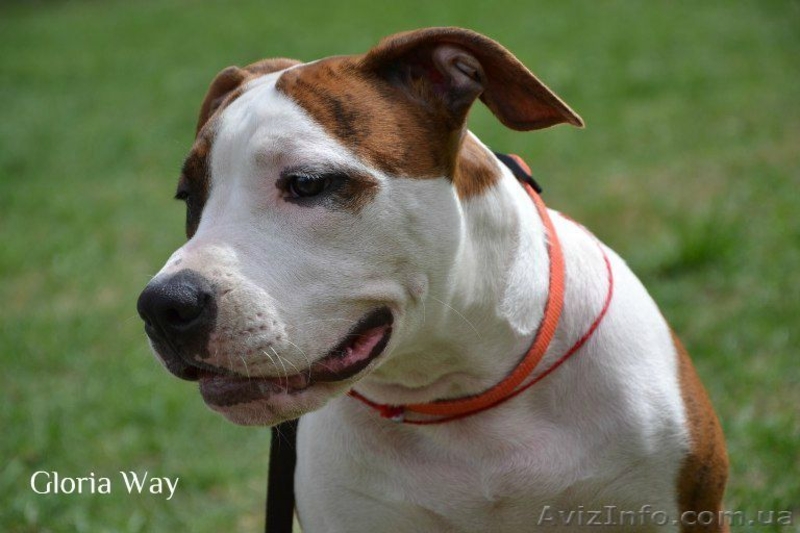 Щенки  девченки Ам. Стаф. Терьера. - <ro>Изображение</ro><ru>Изображение</ru> #6, <ru>Объявление</ru> #257250