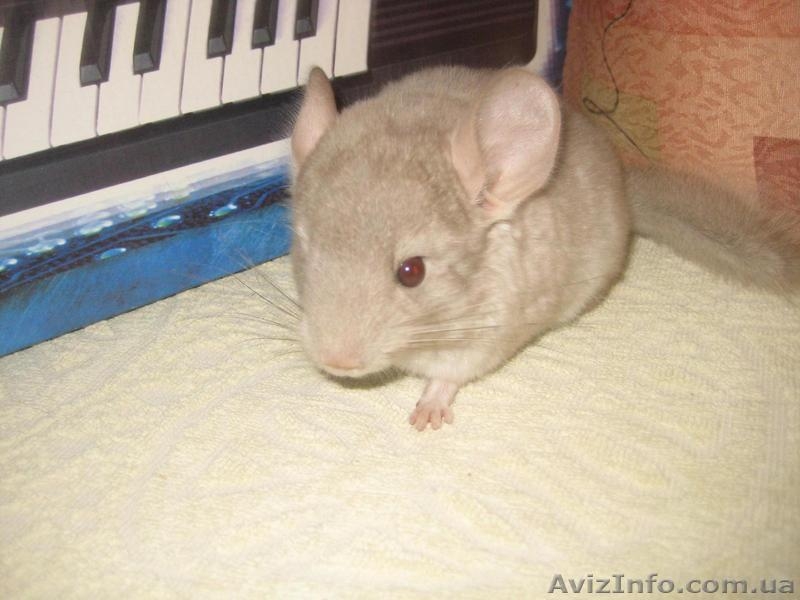 Срочная распродажа  цветных и стандартных шиншилл.Цены самые низкие.Торг возможе - <ro>Изображение</ro><ru>Изображение</ru> #3, <ru>Объявление</ru> #908614