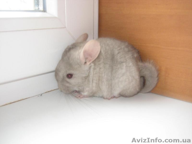 Распродажа!  Продам шиншилл деток и взрослых.Есть разные окрасы.                 - <ro>Изображение</ro><ru>Изображение</ru> #3, <ru>Объявление</ru> #921744
