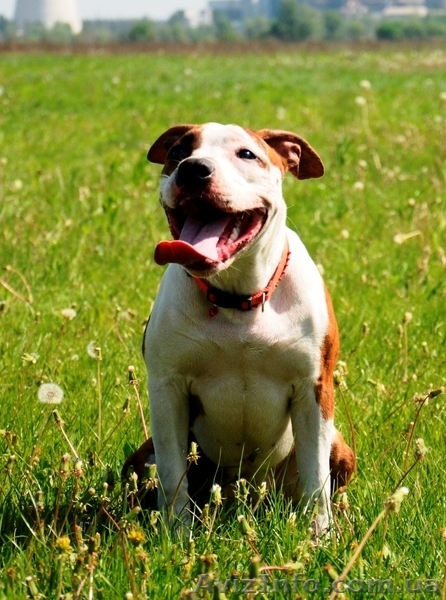 Щенки  девченки Ам. Стаф. Терьера. - <ro>Изображение</ro><ru>Изображение</ru> #7, <ru>Объявление</ru> #257250