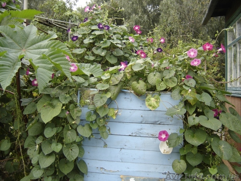 Продам дачу на левом берегу - <ro>Изображение</ro><ru>Изображение</ru> #3, <ru>Объявление</ru> #925412