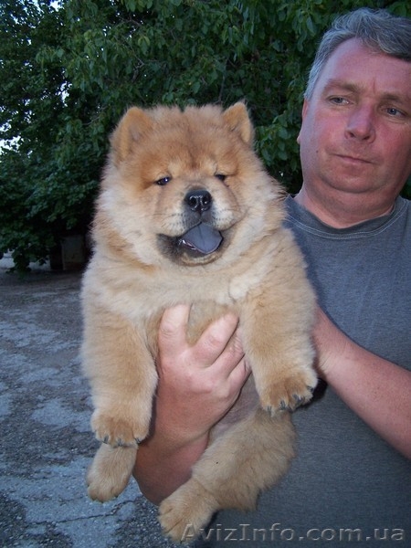 Щенок чау-чау  ждет хозяина - <ro>Изображение</ro><ru>Изображение</ru> #3, <ru>Объявление</ru> #948502