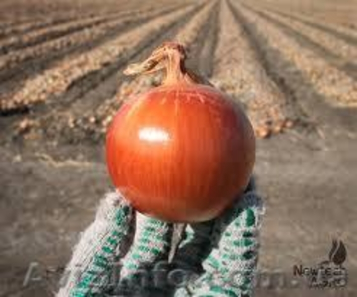 Продам Лук Репчатый Оптом  - <ro>Изображение</ro><ru>Изображение</ru> #3, <ru>Объявление</ru> #974177