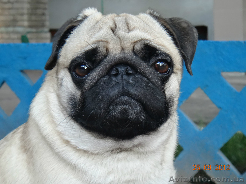 Щеночки мопсиков - <ro>Изображение</ro><ru>Изображение</ru> #3, <ru>Объявление</ru> #981297