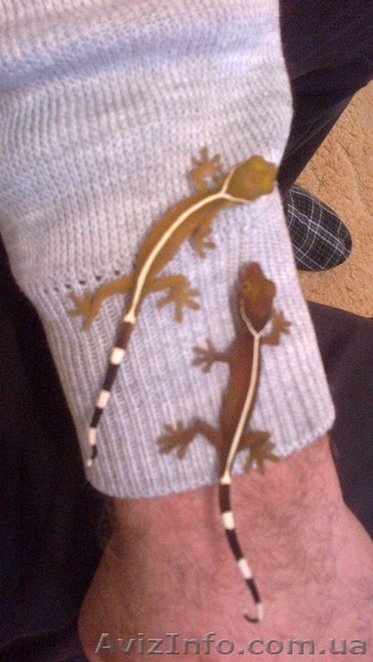 Геккон полосатый (Vittatus) - <ro>Изображение</ro><ru>Изображение</ru> #3, <ru>Объявление</ru> #1023990