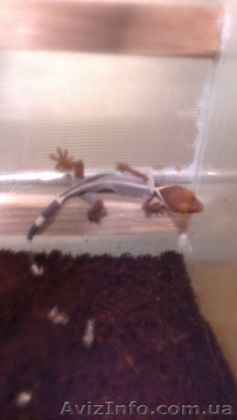 Геккон полосатый (Vittatus) - <ro>Изображение</ro><ru>Изображение</ru> #4, <ru>Объявление</ru> #1023990