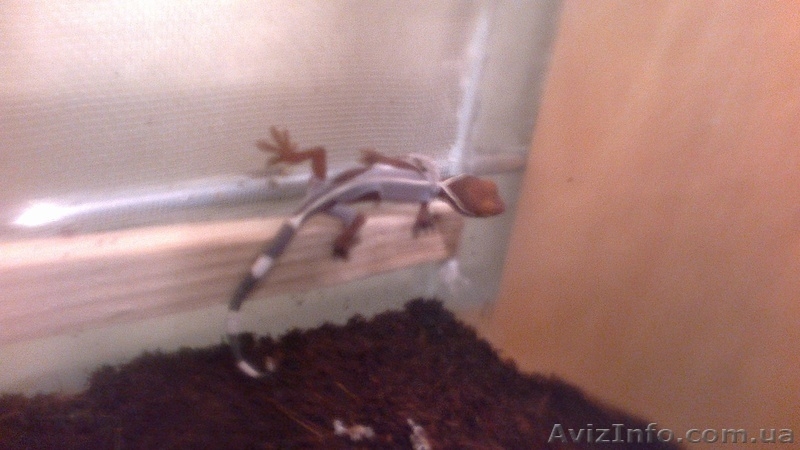 Геккон полосатый (Vittatus) - <ro>Изображение</ro><ru>Изображение</ru> #5, <ru>Объявление</ru> #1023990