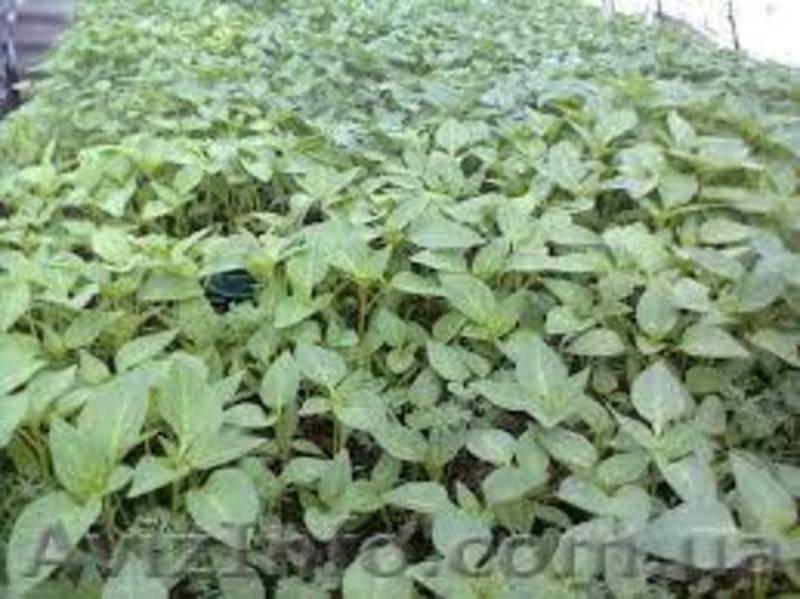 Рассада сладкого перца, баклажанов, помидоров  - <ro>Изображение</ro><ru>Изображение</ru> #3, <ru>Объявление</ru> #565173