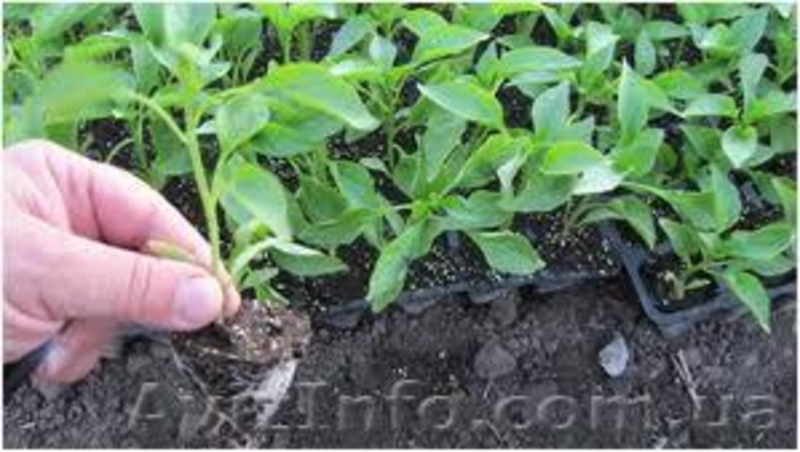 Рассада сладкого перца, баклажанов, помидоров  - <ro>Изображение</ro><ru>Изображение</ru> #4, <ru>Объявление</ru> #565173