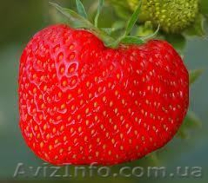 Рассада крупноплодной клубники - <ro>Изображение</ro><ru>Изображение</ru> #3, <ru>Объявление</ru> #1061906