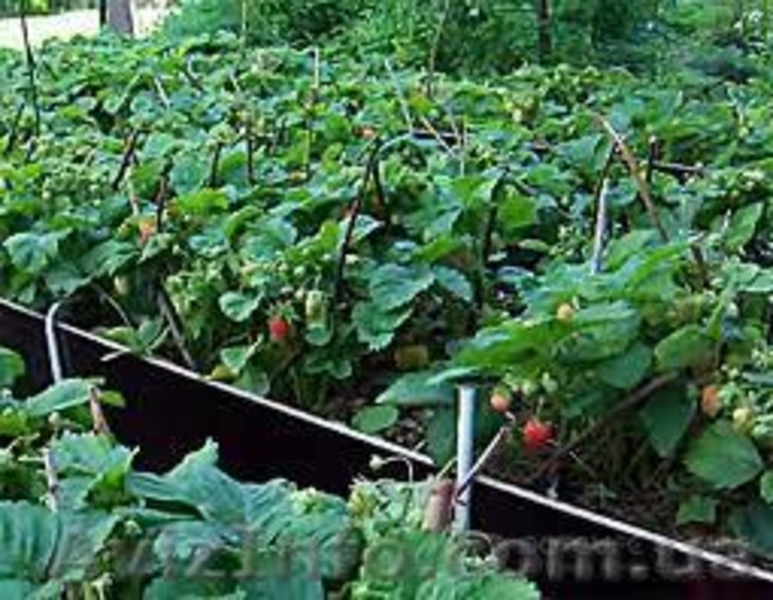 Рассада крупноплодной клубники - <ro>Изображение</ro><ru>Изображение</ru> #4, <ru>Объявление</ru> #1061906