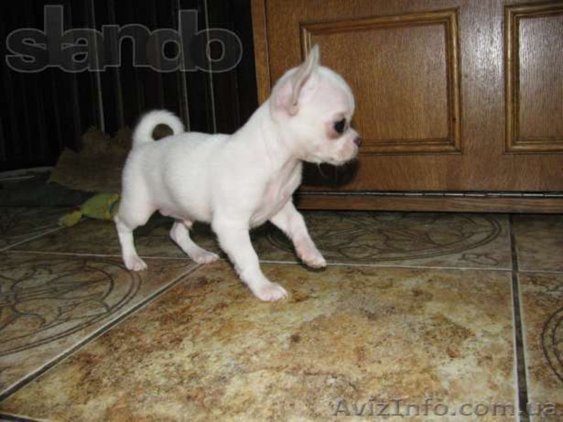 Чихуахуа мальчики и девочки мини - <ro>Изображение</ro><ru>Изображение</ru> #3, <ru>Объявление</ru> #1067162