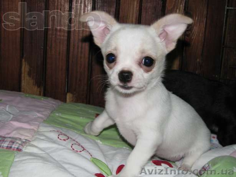 Чихуахуа мальчики и девочки мини - <ro>Изображение</ro><ru>Изображение</ru> #4, <ru>Объявление</ru> #1067162