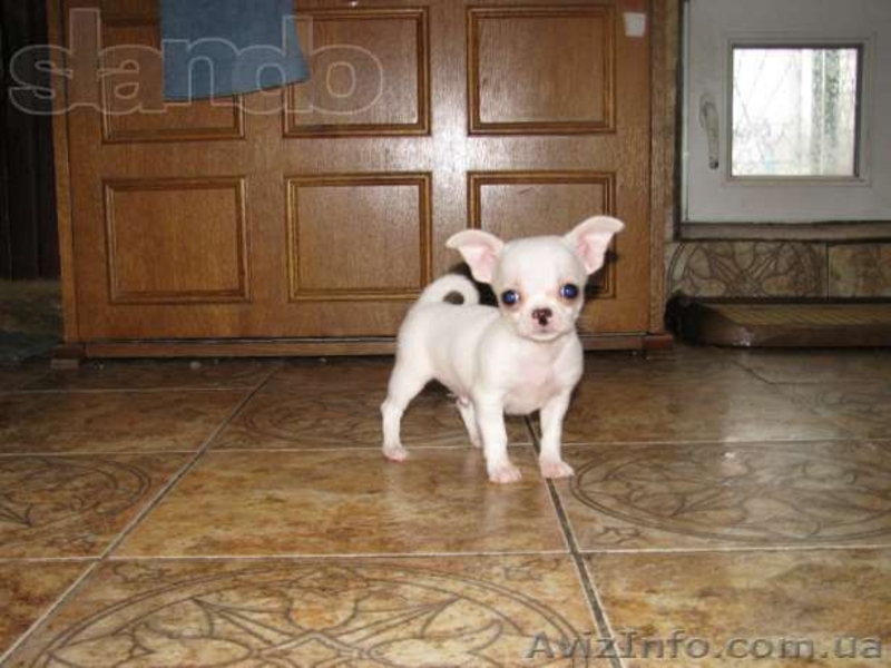 Чихуахуа мальчики и девочки мини - <ro>Изображение</ro><ru>Изображение</ru> #5, <ru>Объявление</ru> #1067162