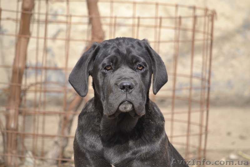 Щенки Кане-корсо от Мультичемпиона - <ro>Изображение</ro><ru>Изображение</ru> #3, <ru>Объявление</ru> #1069479
