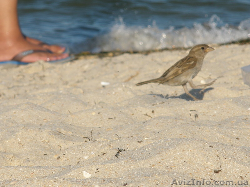Отдых на Азовском море. Арабатская стрелка. - <ro>Изображение</ro><ru>Изображение</ru> #4, <ru>Объявление</ru> #1077674