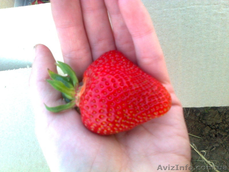 Продажа саженцев клубники  - <ro>Изображение</ro><ru>Изображение</ru> #3, <ru>Объявление</ru> #1069318