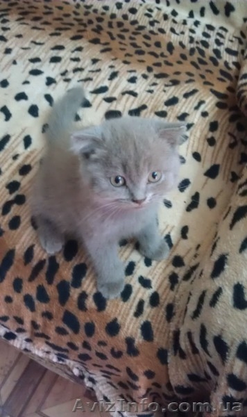 Британские мальчики - <ro>Изображение</ro><ru>Изображение</ru> #3, <ru>Объявление</ru> #1127113