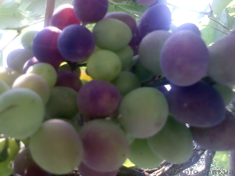 Азовское море. Генгорка. Виноградная 25. Отдых от 35 грн.  - <ro>Изображение</ro><ru>Изображение</ru> #3, <ru>Объявление</ru> #1128865