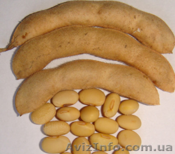 Семена сои - купить выгодно в Украине - <ro>Изображение</ro><ru>Изображение</ru> #3, <ru>Объявление</ru> #1158756