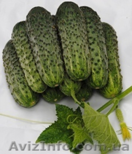 Интернет магазин Агросемена - <ro>Изображение</ro><ru>Изображение</ru> #3, <ru>Объявление</ru> #1226016