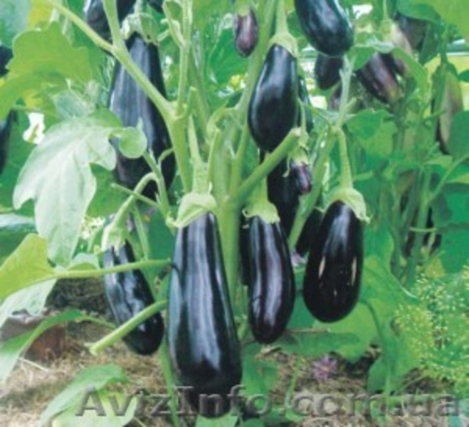 Интернет магазин Агросемена - <ro>Изображение</ro><ru>Изображение</ru> #6, <ru>Объявление</ru> #1226016