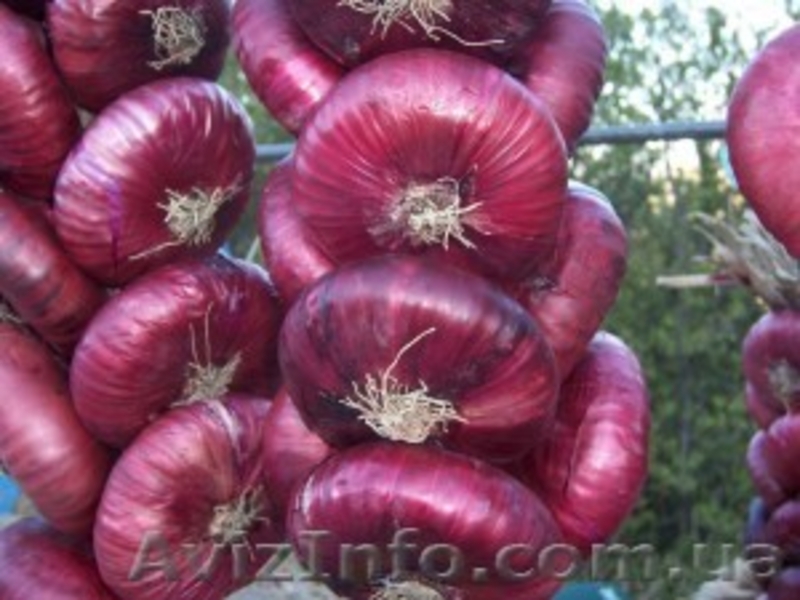 Интернет магазин Агросемена - <ro>Изображение</ro><ru>Изображение</ru> #7, <ru>Объявление</ru> #1226016