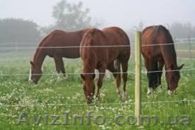 Выполняем монтаж Электропастухов - <ro>Изображение</ro><ru>Изображение</ru> #5, <ru>Объявление</ru> #1252173