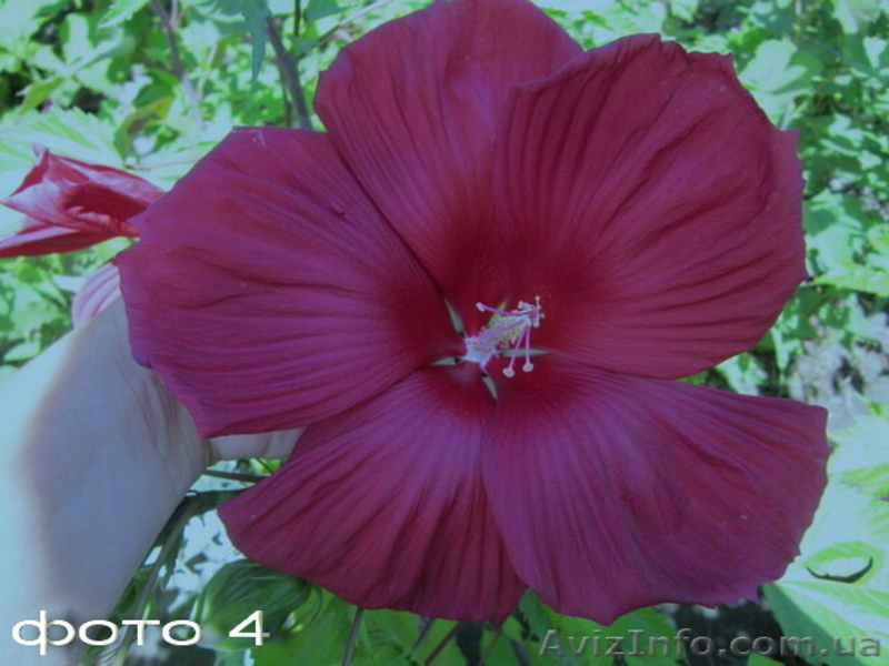 Продам саженцы гибискусов, бругмансии, альбиции, флоксов и др.  - <ro>Изображение</ro><ru>Изображение</ru> #4, <ru>Объявление</ru> #1308682